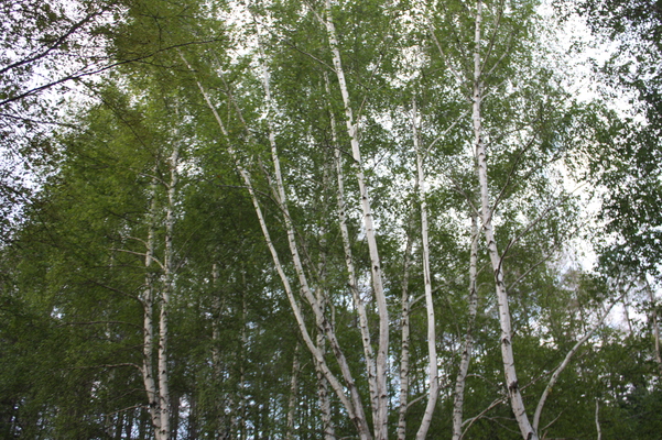 緑葉の白樺林