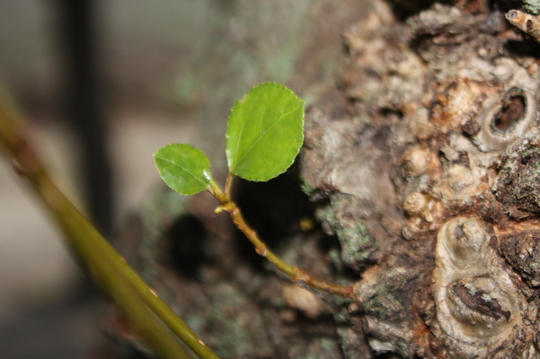 ������μ㤤����/�����Ƥ������ǡ����١���