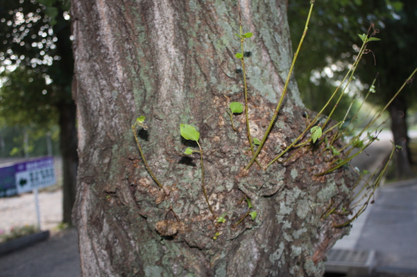 ��������Ʋ�/�����Ƥ������ǡ����١���