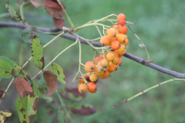 �ʥʥ��ޥɤμ�/�����Ƥ������ǡ����١���