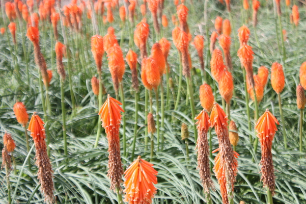 群生したオレンジ色の花