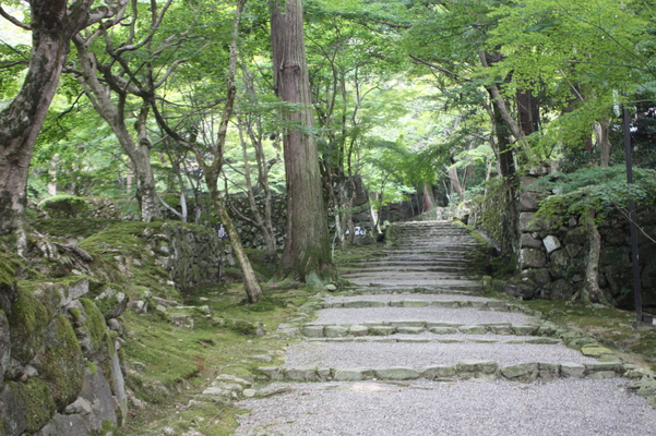 西明寺の緑の参道