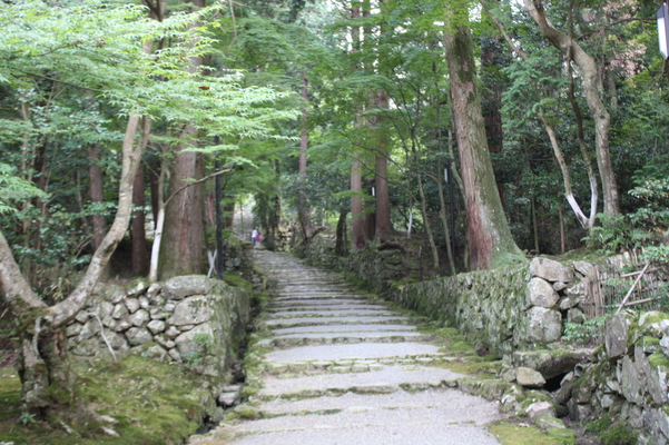 西明寺の緑葉の参道