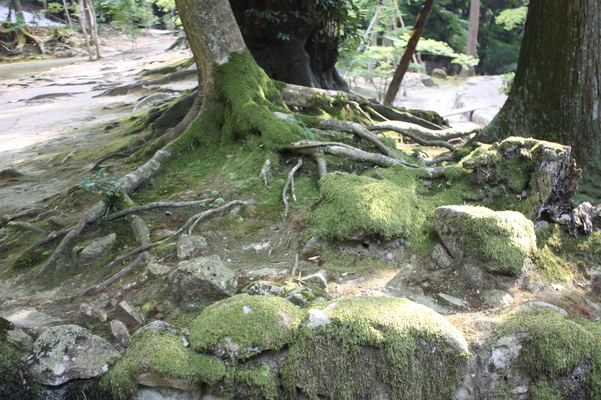 西明寺・参道の苔むす岩と木の根