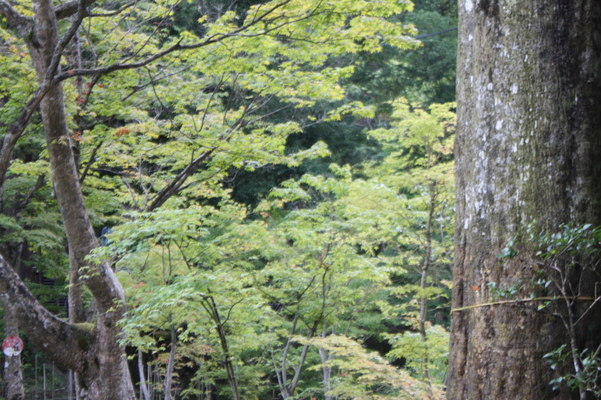 西明寺の緑の森