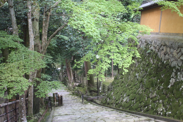 西明寺参道の緑葉
