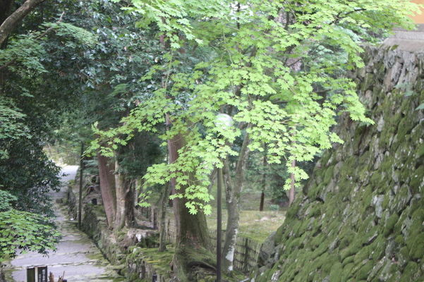 西明寺の石垣と緑葉