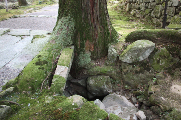 岩を抱く苔むす巨木の根