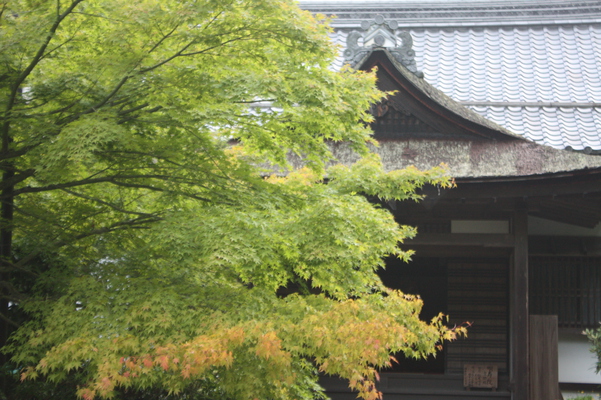 金剛輪寺の「本坊明寿院」と緑のモミジ