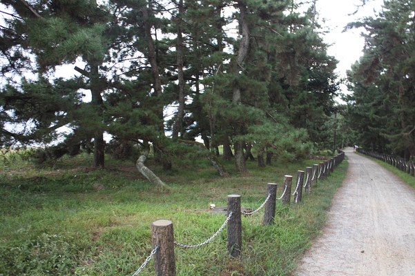 「天橋立」の松林と道
