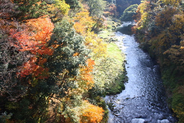 山中温泉・「あやとり橋」から見た渓谷の秋模様