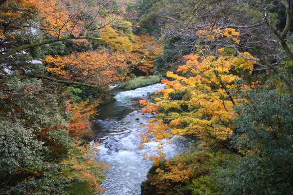 山中温泉「こおろぎ橋」から見た秋の鶴仙渓