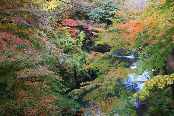 山中温泉「こおろぎ橋」から見た秋の鶴仙渓