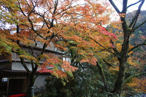 秋の山中温泉「こおろぎ橋」