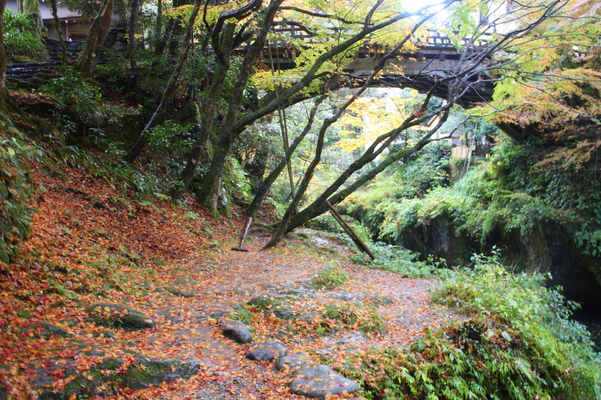 秋模様の山中温泉「こおろぎ橋」と鶴仙渓