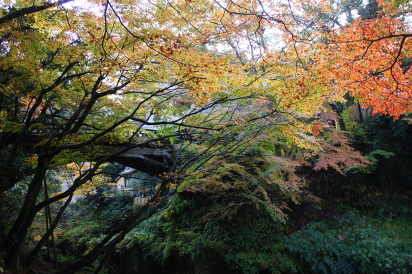 秋の山中温泉・「こおろぎ橋」と紅葉