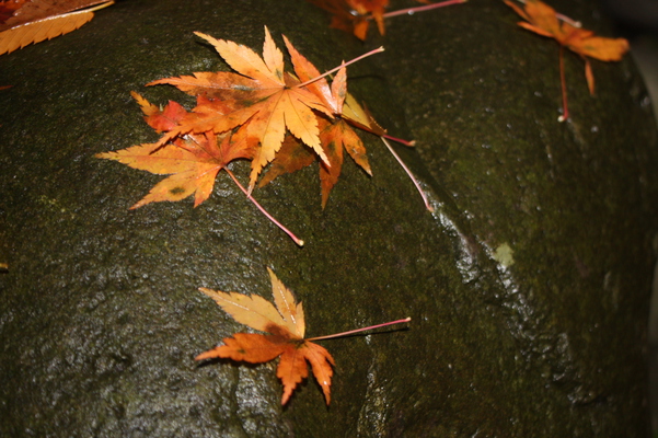 岩と濡れた紅葉の落ち葉