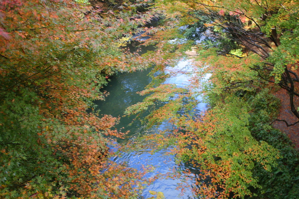 「こおろぎ橋」から見た秋の鶴仙渓