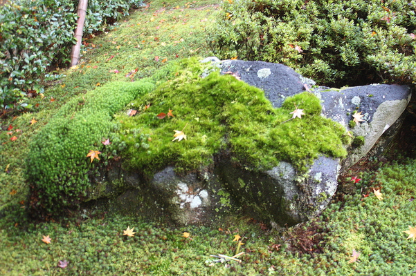 苔むす庭石と落葉