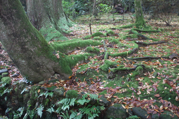 那谷寺の苔むす木の根と落葉