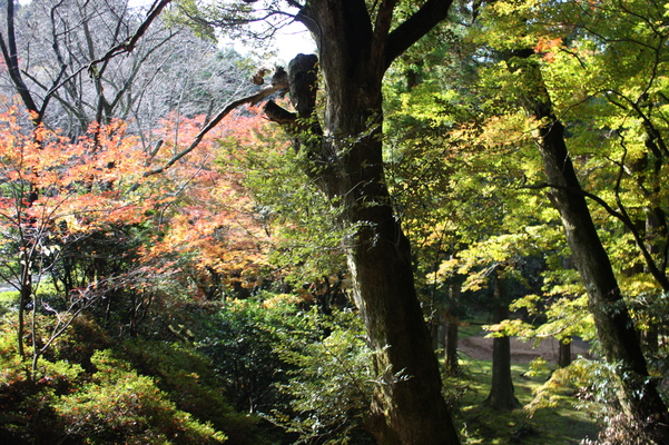 那谷寺の秋の森