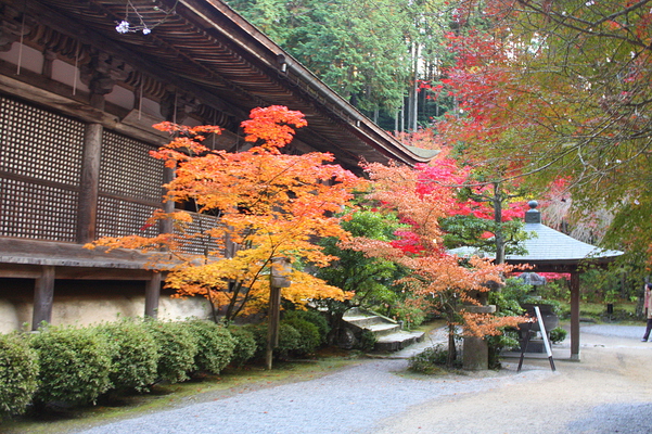 秋の金剛輪寺本堂と紅葉