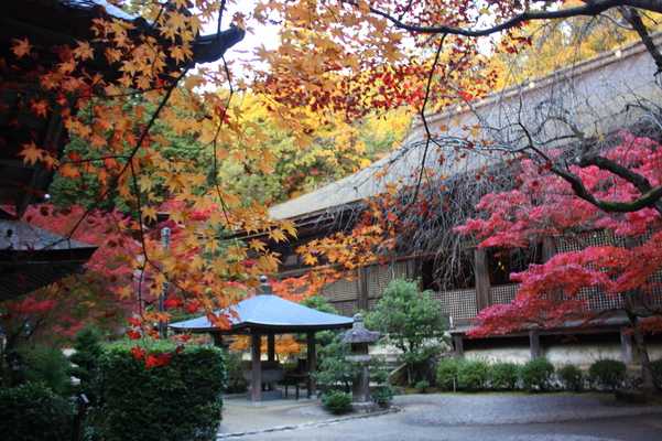 秋の金剛輪寺本堂と紅葉