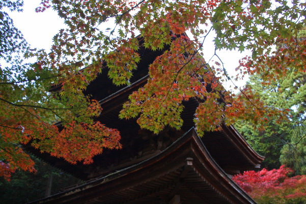金剛輪寺「三重塔」の秋の夕景