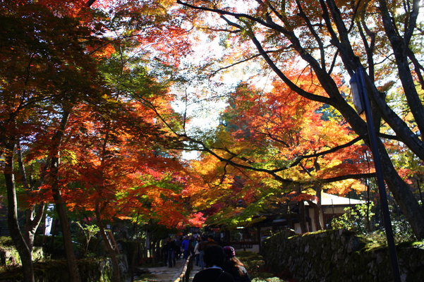 金剛輪寺の参道と秋の彩り