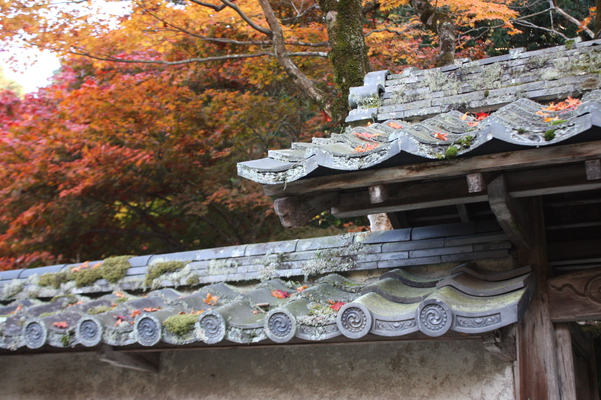 金剛輪寺・「明寿院庭園」入口の門と秋景