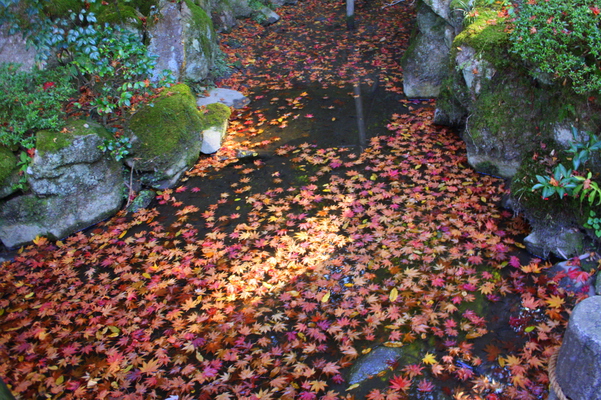 池泉を覆う紅葉の落葉と陽だまり