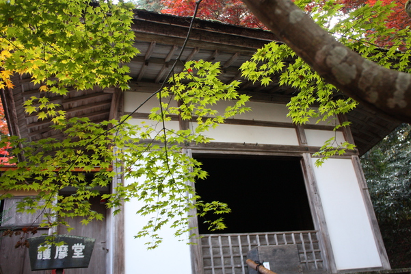 金剛輪寺・「明寿院庭園」の護摩堂と黄葉
