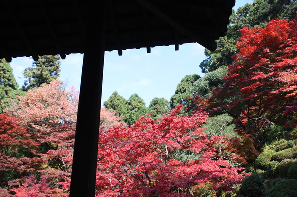 金剛輪寺・「明寿院庭園」の紅葉