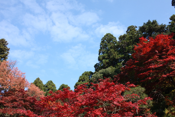 金剛輪寺・「明寿院庭園」の紅葉と青空