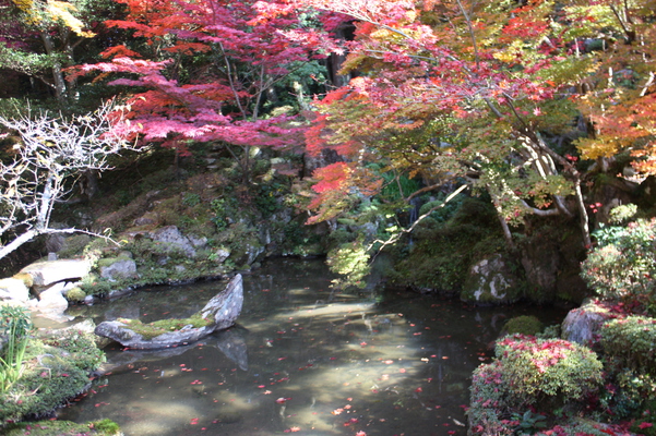池泉回遊式庭園の紅葉