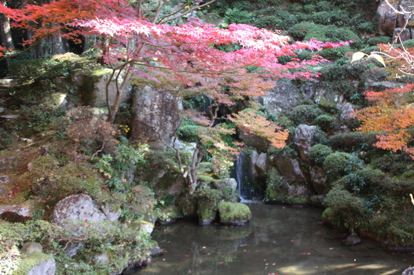 金剛輪寺・「明寿院」の池泉回遊式庭園の秋