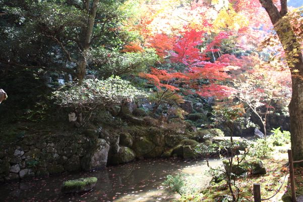 池泉回遊式庭園の秋