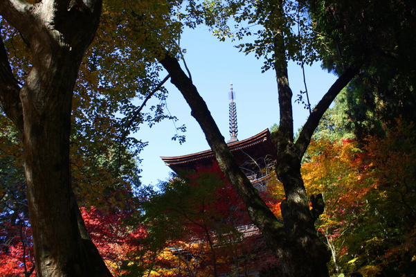 秋の木々と三重塔