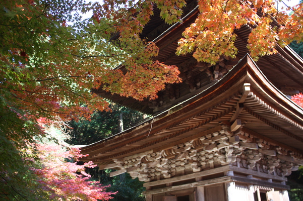 金剛輪寺の三重塔と紅葉
