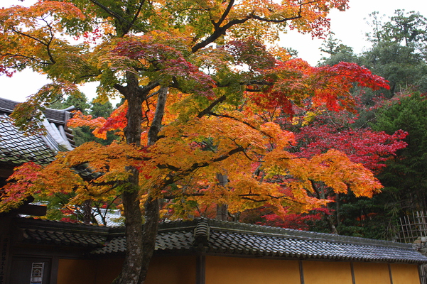 西明寺「蓬莱庭」入口の紅葉