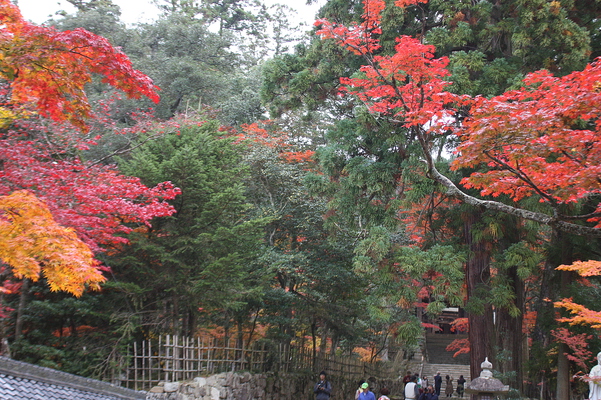 西明寺の秋模様
