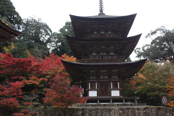 西明寺の三重塔と秋紅葉