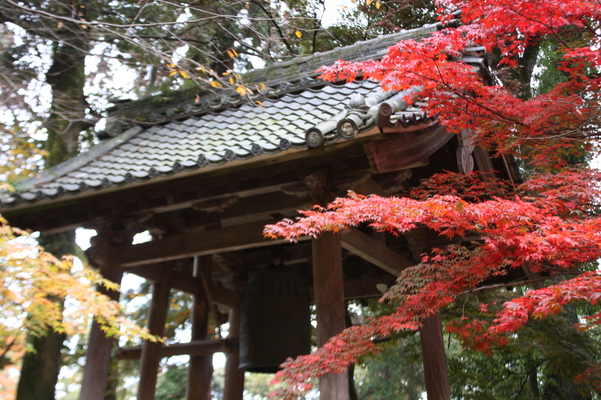西明寺の鐘楼と秋紅葉