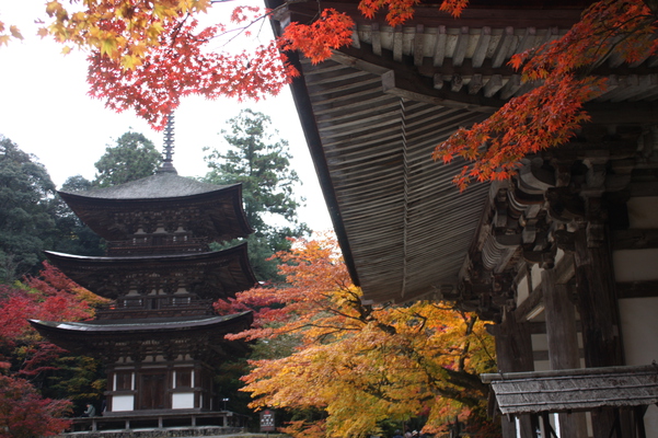 秋模様の西明寺の本堂と三重塔