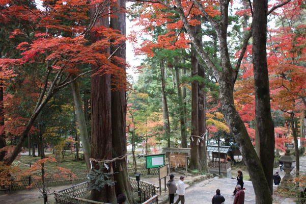 西明寺の千年杉と紅葉の参道