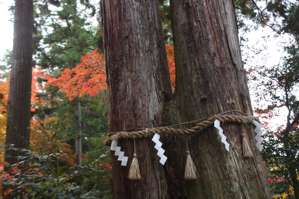 秋の西明寺「夫婦杉（千年杉）」/癒し憩い画像データベース