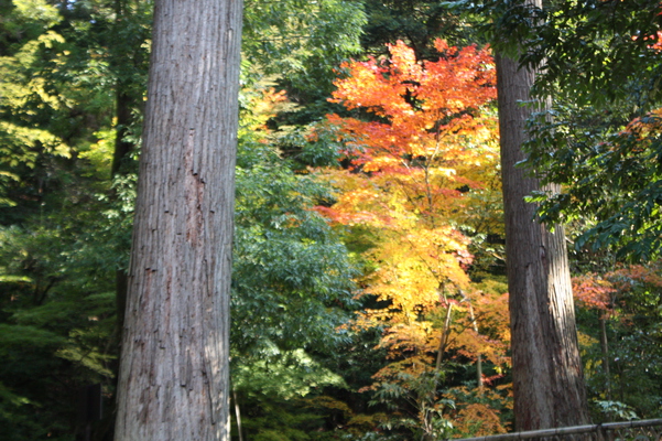 杉と森の秋