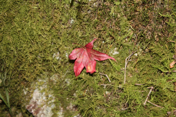 岩の上の赤い落葉