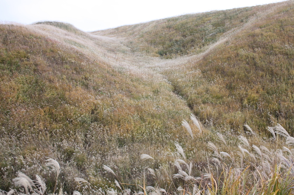 丘を埋め尽くすススキの穂波/癒し憩い画像データベース