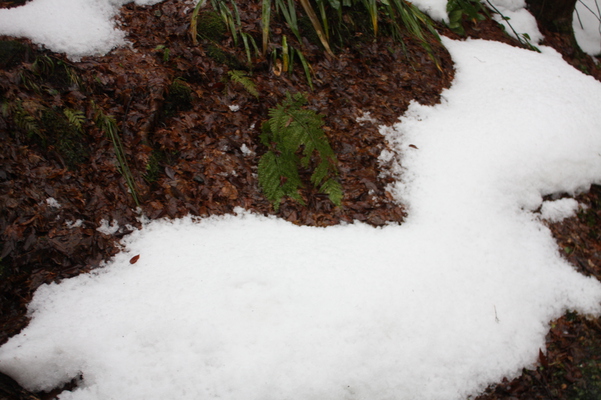 積雪と積枯葉